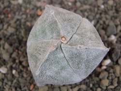 Astrophytum coahuilense tricostatum pot 5,5 cm - 12406938