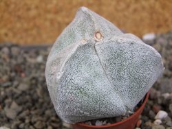 Astrophytum coahuilense tricostatum pot 5,5 cm - 12406939