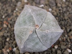 Astrophytum coahuilense tricostatum pot 5,5 cm - 12406940