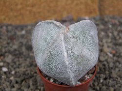 Astrophytum coahuilense tricostatum pot 5,5 cm - 12406941