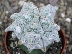 Asrophytum coahuilense Hakuran Hakun pot 5,5 cm Roubovaný - 12406943