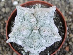 Asrophytum coahuilense Hakuran Hakun pot 5,5 cm Roubovaný - 12406944