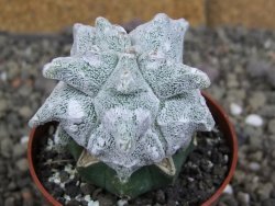 Asrophytum coahuilense Hakuran Hakun pot 5,5 cm Roubovaný - 12406945