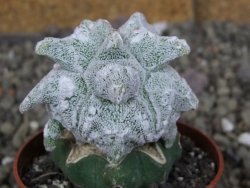 Asrophytum coahuilense Hakuran Hakun pot 5,5 cm Roubovaný - 12406946