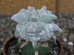 Asrophytum coahuilense Hakuran Hakun pot 5,5 cm Roubovaný - 12406947