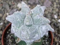 Asrophytum coahuilense Hakuran Hakun pot 5,5 cm Roubovaný - 12406948
