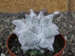 Asrophytum coahuilense Hakuran Snow pot 6,5 cm Roubovaný - 12406949