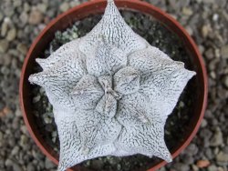 Asrophytum coahuilense Hakuran Snow pot 6,5 cm Roubovaný - 12406951