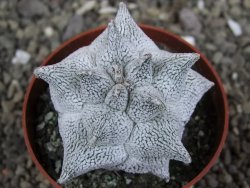 Asrophytum coahuilense Hakuran Snow pot 6,5 cm Roubovaný - 12406952