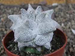 Asrophytum coahuilense Hakuran Snow pot 6,5 cm Roubovaný - 12406953