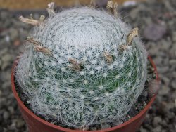Mammillaria lenta, pot 6,5 cm - 12406959