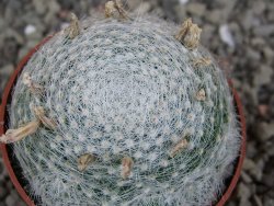 Mammillaria lenta, pot 6,5 cm - 12406960
