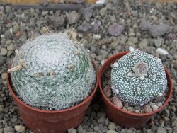 Mammillaria lenta, pot 6,5 cm - 12406961