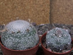 Mammillaria lenta, pot 6,5 cm - 12406962