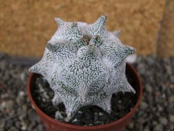 Asrophytum coahuilense Hakuran Snow pot 6,5 cm Roubovaný - 12406963