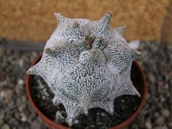 Asrophytum coahuilense Hakuran Snow pot 6,5 cm Roubovaný - 12406964