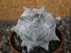 Asrophytum coahuilense Hakuran Snow pot 6,5 cm Roubovaný - 12406965