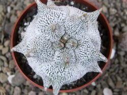 Asrophytum coahuilense Hakuran Snow pot 6,5 cm Roubovaný - 12406966