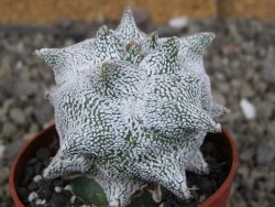 Asrophytum coahuilense Hakuran Snow pot 6,5 cm Roubovaný - 12406968