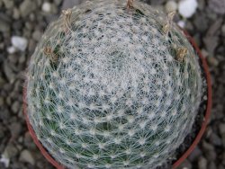 Mammillaria lenta, pot 6,5 cm - 12406972
