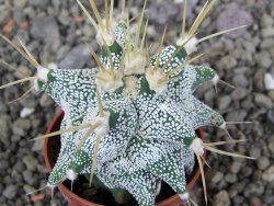 Astrobergia, Astrophytum ornatum kiko po 5,5 cm - 12406977