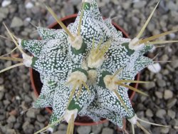 Astrobergia, Astrophytum ornatum kiko po 5,5 cm - 12406978