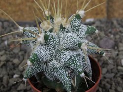 Astrobergia, Astrophytum ornatum kiko po 5,5 cm - 12406979
