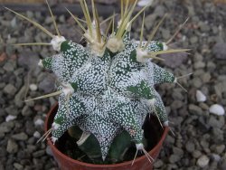 Astrobergia, Astrophytum ornatum kiko po 5,5 cm - 12406980
