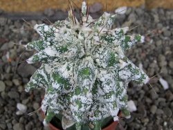 Astrobergia, Astrophytum ornatum kiko po 5,5 cm - 12406981