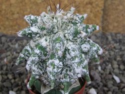 Astrobergia, Astrophytum ornatum kiko po 5,5 cm
