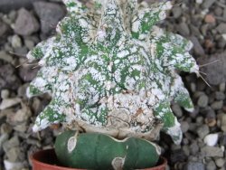 Astrobergia, Astrophytum ornatum kiko po 5,5 cm - 12406983