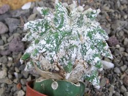 Astrobergia, Astrophytum ornatum kiko po 5,5 cm - 12406984