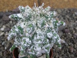 Astrobergia, Astrophytum ornatum kiko po 5,5 cm - 12406985