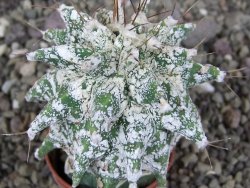 Astrobergia, Astrophytum ornatum kiko po 5,5 cm - 12406986