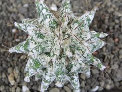 Astrobergia, Astrophytum ornatum kiko po 5,5 cm - 12406987