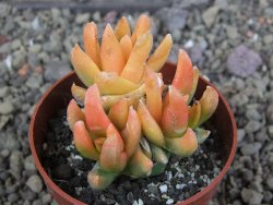Ariocarpus X scapharostrus variegata pot 6,5 cm - 12407001