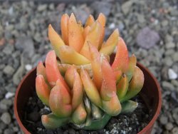 Ariocarpus X scapharostrus variegata pot 6,5 cm - 12407002