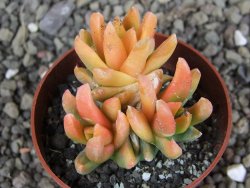 Ariocarpus X scapharostrus variegata pot 6,5 cm - 12407003