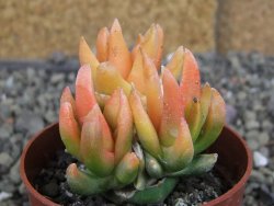 Ariocarpus X scapharostrus variegata pot 6,5 cm