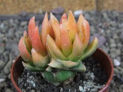 Ariocarpus X scapharostrus variegata pot 6,5 cm - 12407005