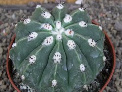 Melocactus maxonii inermis pot 10 cm