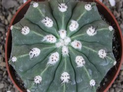 Melocactus maxonii inermis pot 10 cm - 12407007