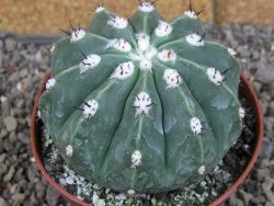 Melocactus maxonii inermis pot 10 cm - 12407008