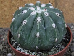 Melocactus maxonii inermis pot 10 cm - 12407009