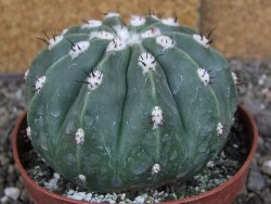Melocactus maxonii inermis pot 10 cm - 12407010