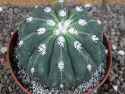 Melocactus maxonii inermis pot 10 cm - 12407011