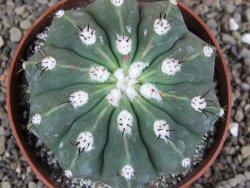 Melocactus maxonii inermis pot 10 cm - 12407012