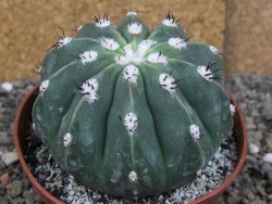 Melocactus maxonii inermis pot 10 cm - 12407013