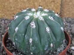 Melocactus maxonii inermis pot 10 cm - 12407014