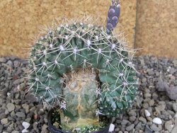 Gymnocalycium gibbosum cristata pot 5,5 cm - 12407023